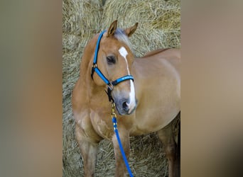 American Quarter Horse, Wallach, 7 Jahre, 151 cm, Dunalino