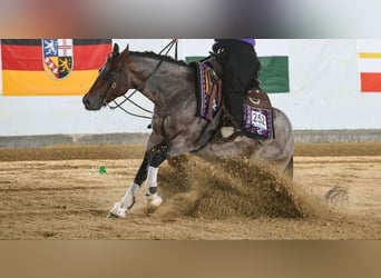 American Quarter Horse, Wallach, 7 Jahre, 151 cm, Roan-Bay