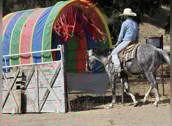 American Quarter Horse, Wallach, 7 Jahre, 152 cm, Apfelschimmel