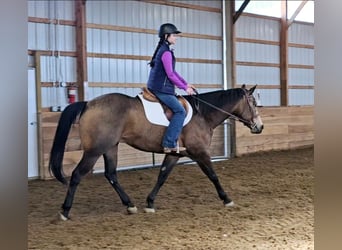 American Quarter Horse, Wallach, 7 Jahre, 152 cm, Buckskin