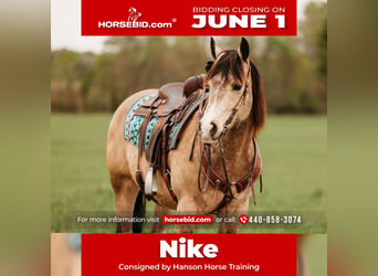 American Quarter Horse, Wallach, 7 Jahre, 152 cm, Buckskin