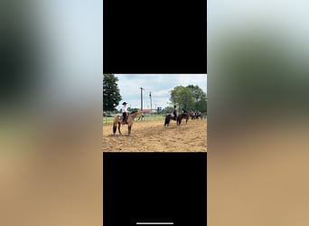 American Quarter Horse, Wallach, 7 Jahre, 152 cm, Buckskin