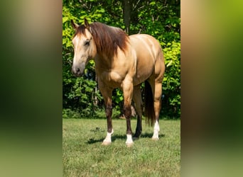 American Quarter Horse, Wallach, 7 Jahre, 152 cm, Buckskin