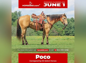 American Quarter Horse, Wallach, 7 Jahre, 152 cm, Buckskin