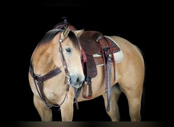 American Quarter Horse, Wallach, 7 Jahre, 152 cm, Buckskin