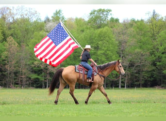 American Quarter Horse, Wallach, 7 Jahre, 152 cm, Buckskin