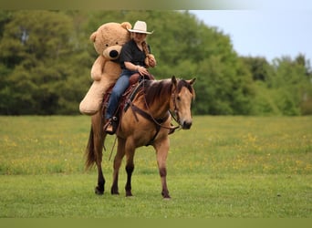 American Quarter Horse, Wallach, 7 Jahre, 152 cm, Buckskin