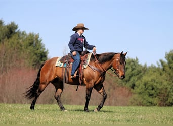 American Quarter Horse, Wallach, 7 Jahre, 152 cm, Buckskin
