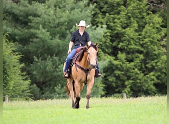 American Quarter Horse, Wallach, 7 Jahre, 152 cm, Buckskin