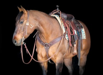American Quarter Horse, Wallach, 7 Jahre, 152 cm, Buckskin
