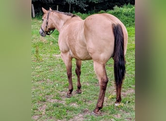 American Quarter Horse, Wallach, 7 Jahre, 152 cm, Buckskin