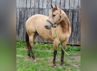 American Quarter Horse, Wallach, 7 Jahre, 152 cm, Buckskin
