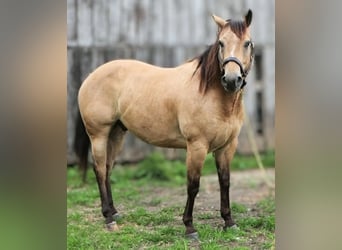 American Quarter Horse, Wallach, 7 Jahre, 152 cm, Buckskin