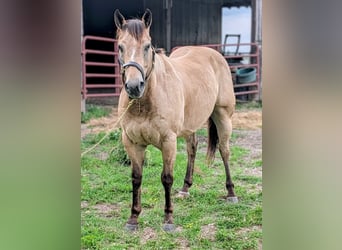 American Quarter Horse, Wallach, 7 Jahre, 152 cm, Buckskin