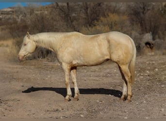 American Quarter Horse, Wallach, 7 Jahre, 152 cm, Cremello