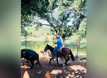 American Quarter Horse, Wallach, 7 Jahre, 152 cm, Dunkelbrauner