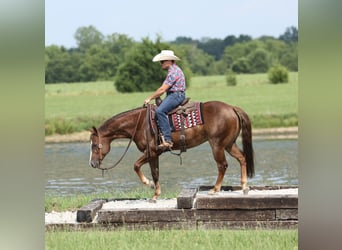 American Quarter Horse, Wallach, 7 Jahre, 152 cm, Dunkelfuchs