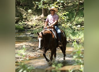 American Quarter Horse, Wallach, 7 Jahre, 152 cm, Dunkelfuchs