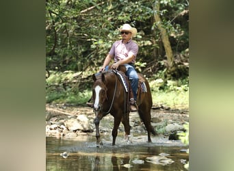 American Quarter Horse, Wallach, 7 Jahre, 152 cm, Dunkelfuchs