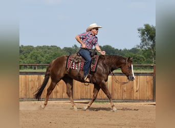 American Quarter Horse, Wallach, 7 Jahre, 152 cm, Dunkelfuchs