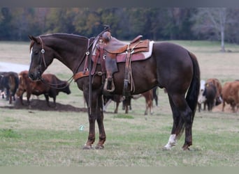 American Quarter Horse, Wallach, 7 Jahre, 152 cm, Dunkelfuchs