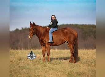 American Quarter Horse, Wallach, 7 Jahre, 152 cm, Dunkelfuchs