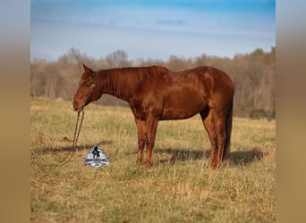 American Quarter Horse, Wallach, 7 Jahre, 152 cm, Dunkelfuchs