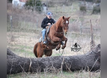 American Quarter Horse, Wallach, 7 Jahre, 152 cm, Dunkelfuchs