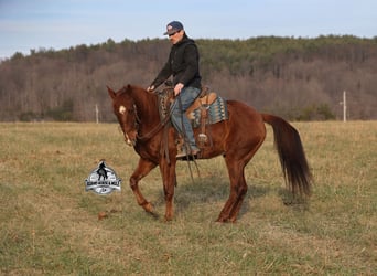 American Quarter Horse, Wallach, 7 Jahre, 152 cm, Dunkelfuchs