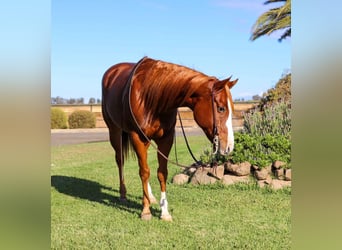 American Quarter Horse, Wallach, 7 Jahre, 152 cm, Dunkelfuchs