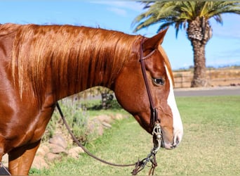 American Quarter Horse, Wallach, 7 Jahre, 152 cm, Dunkelfuchs