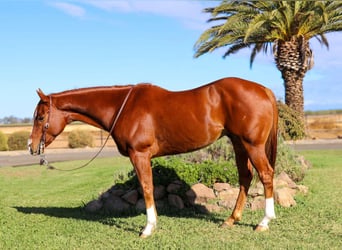 American Quarter Horse, Wallach, 7 Jahre, 152 cm, Dunkelfuchs