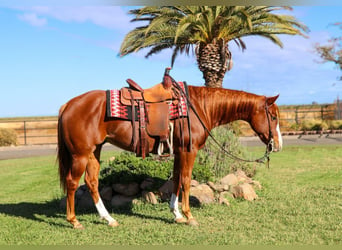 American Quarter Horse, Wallach, 7 Jahre, 152 cm, Dunkelfuchs