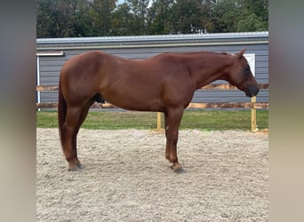 American Quarter Horse, Wallach, 7 Jahre, 152 cm, Dunkelfuchs