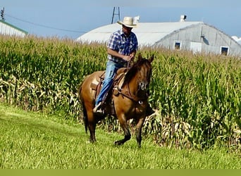 American Quarter Horse, Wallach, 7 Jahre, 152 cm, Falbe