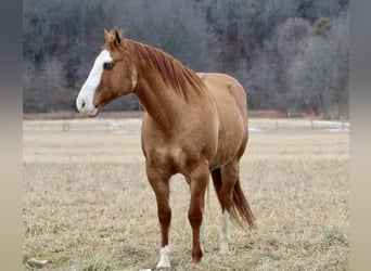 American Quarter Horse, Wallach, 7 Jahre, 152 cm, Falbe