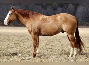 American Quarter Horse, Wallach, 7 Jahre, 152 cm, Falbe