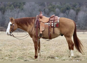 American Quarter Horse, Wallach, 7 Jahre, 152 cm, Falbe