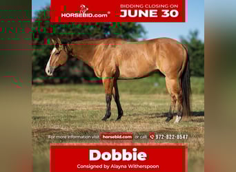 American Quarter Horse, Wallach, 7 Jahre, 152 cm, Falbe