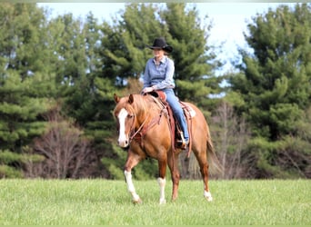 American Quarter Horse, Wallach, 7 Jahre, 152 cm, Falbe