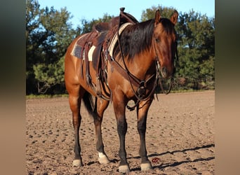 American Quarter Horse, Wallach, 7 Jahre, 152 cm, Falbe