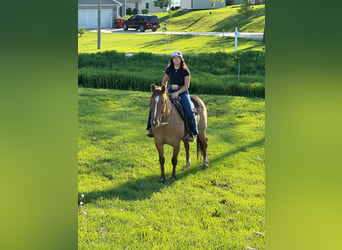 American Quarter Horse, Wallach, 7 Jahre, 152 cm, Falbe