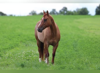 American Quarter Horse, Wallach, 7 Jahre, 152 cm, Falbe