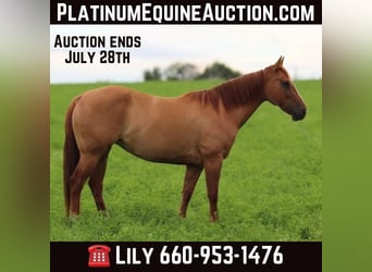 American Quarter Horse, Wallach, 7 Jahre, 152 cm, Falbe