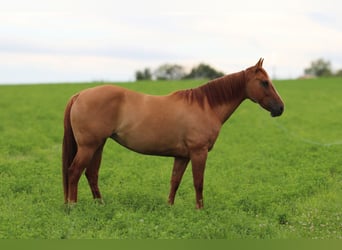 American Quarter Horse, Wallach, 7 Jahre, 152 cm, Falbe