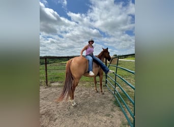 American Quarter Horse, Wallach, 7 Jahre, 152 cm, Falbe