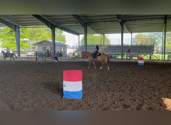 American Quarter Horse, Wallach, 7 Jahre, 152 cm, Falbe