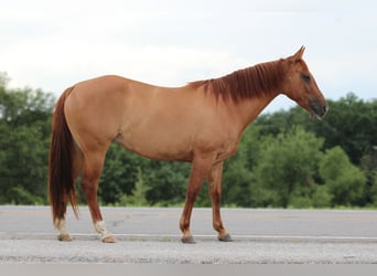 American Quarter Horse, Wallach, 7 Jahre, 152 cm, Falbe