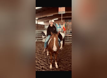 American Quarter Horse, Wallach, 7 Jahre, 152 cm, Fuchs