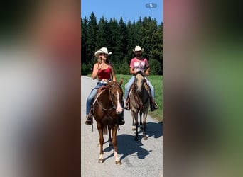 American Quarter Horse, Wallach, 7 Jahre, 152 cm, Fuchs